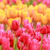 Tulip Garden