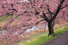”SAKURA”パラソル