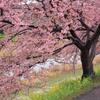 ”SAKURA”パラソル