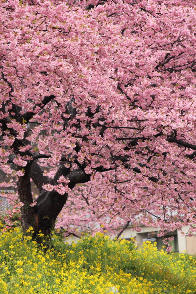 春爛漫 桜満開