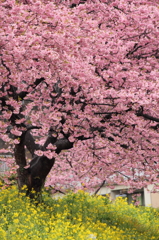 春爛漫 桜満開
