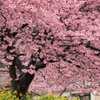 春爛漫 桜満開