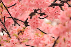 夢色＝桜色