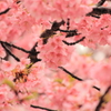 夢色＝桜色