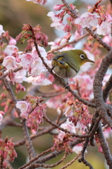 春の香りを感じて...