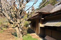 裸木