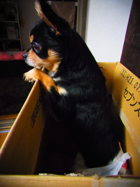家庭内捨て犬。