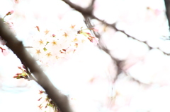 さくら