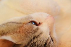 ねこのしあわせ