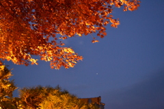 紅葉と金星