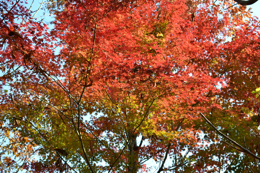 紅葉