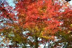 紅葉
