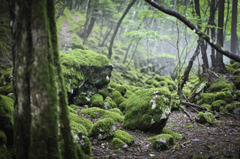 苔の世界に...