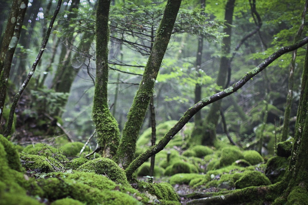 神秘の山犬嶽