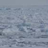 海を埋め尽くす流氷！