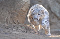 Snow leopard