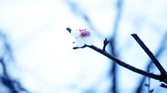 早春便り