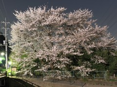 桜道