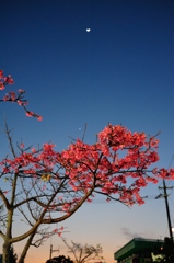 桜と月と夜