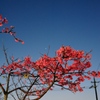 桜と月と夜