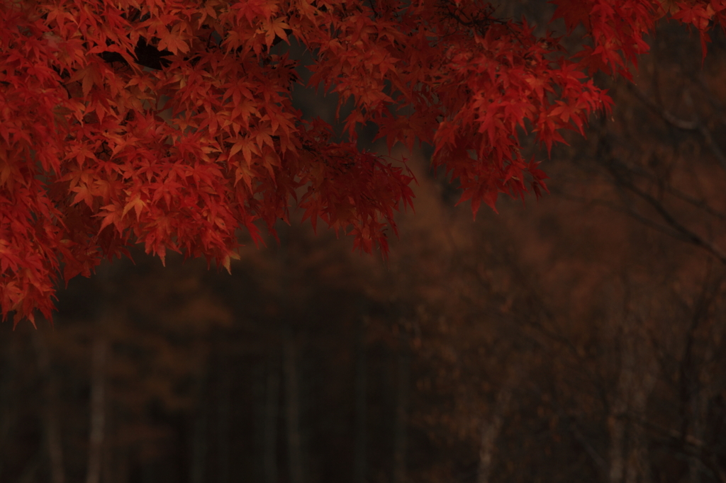 しっとり紅葉