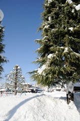 雪の公園
