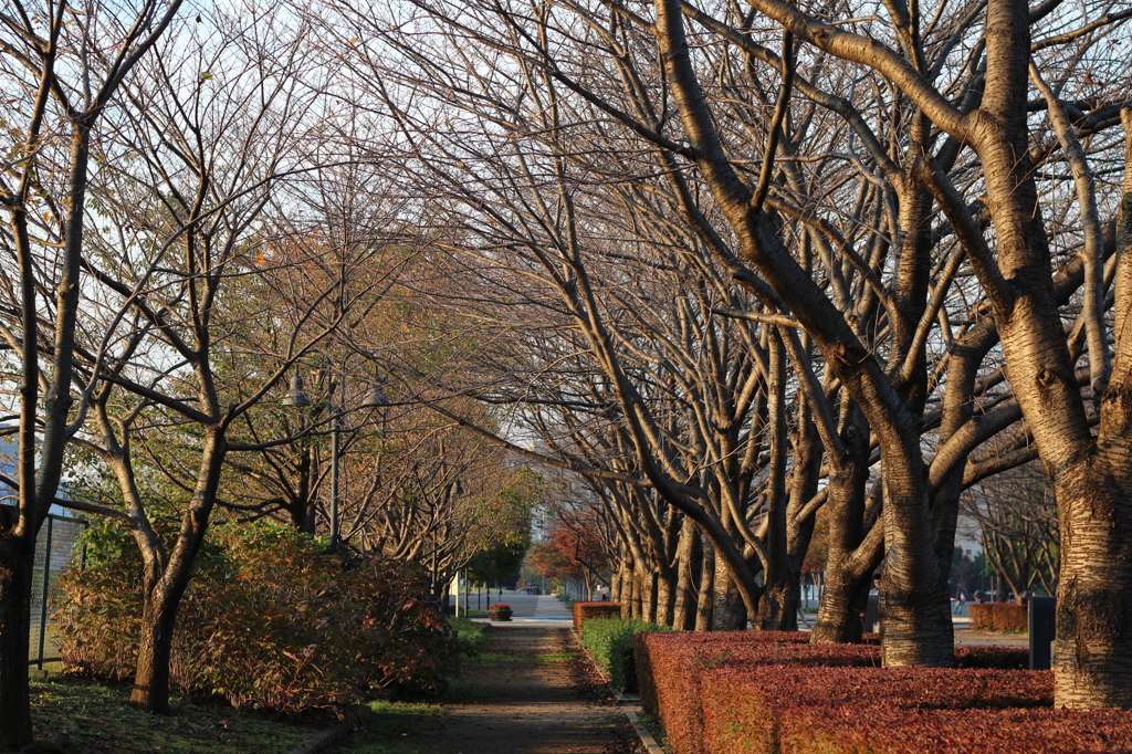 柏の葉公園