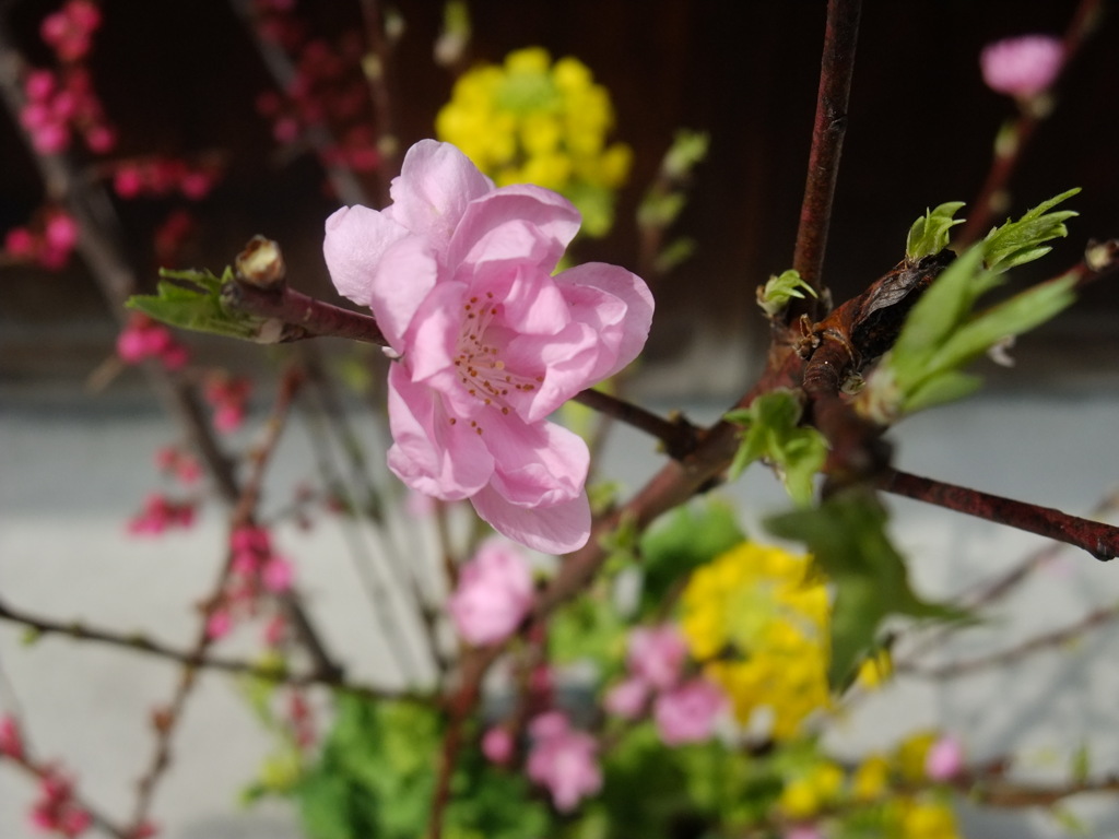 DSCF8437