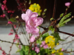 DSCF8437