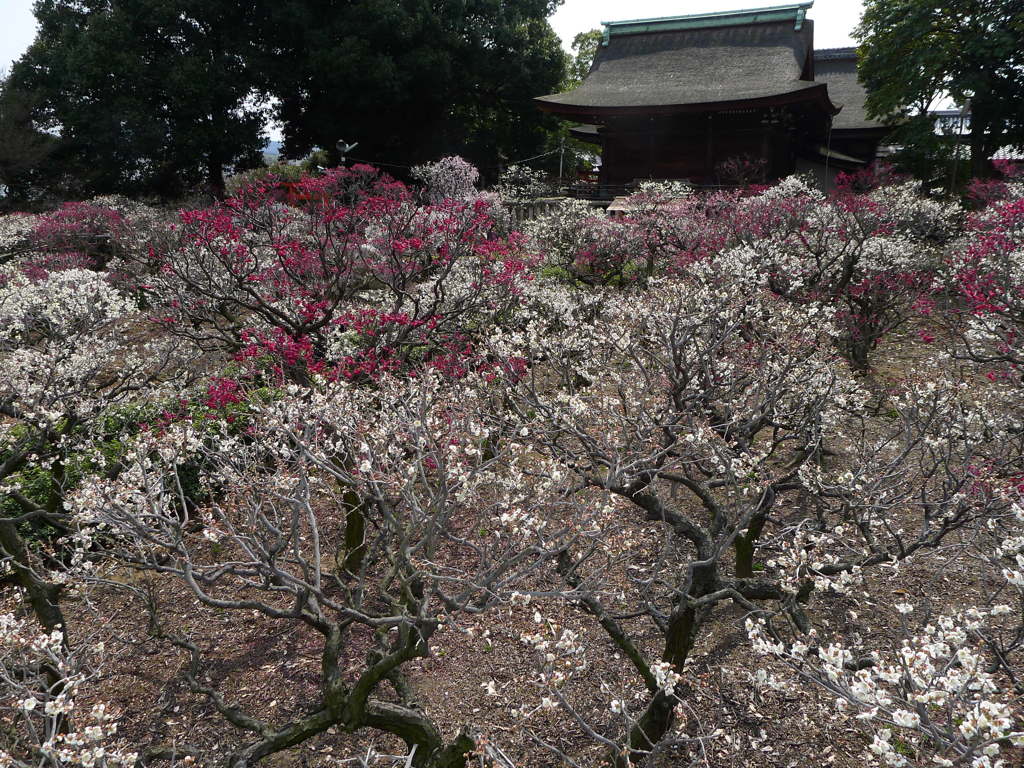 120311道明寺 (44)