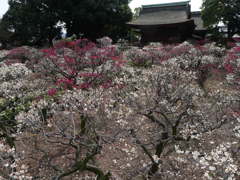 120311道明寺 (44)