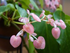 冬の植物園－２