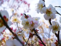 120311道明寺 (59)
