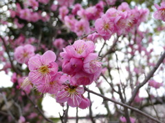 120311道明寺 (79)
