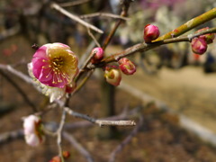 120311道明寺 (36)