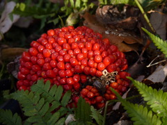 冬の植物園