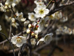 120311道明寺 (18)
