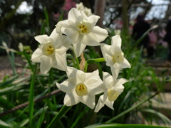 120311道明寺 (60)