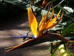冬の植物園－３