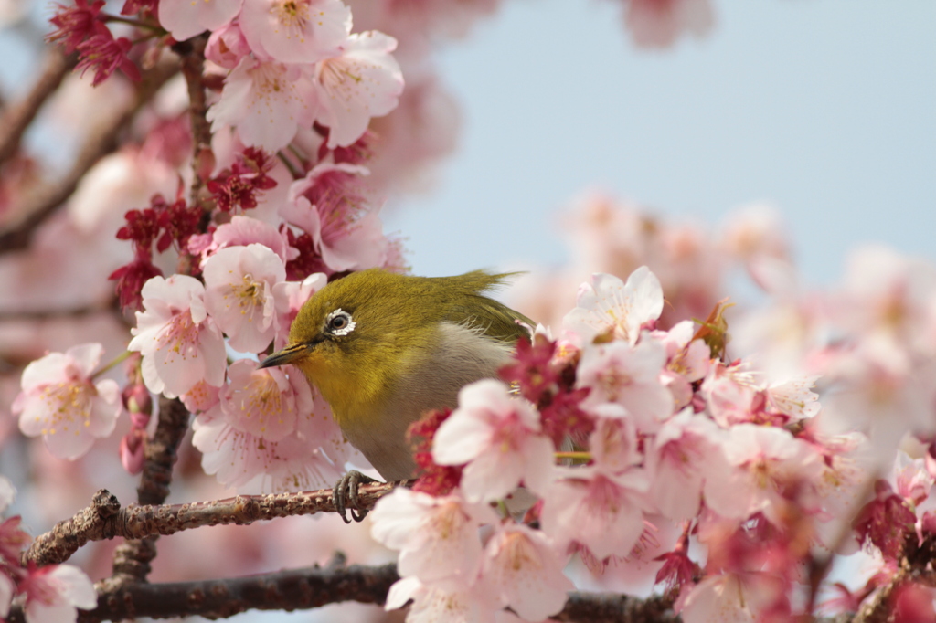 春の香りにつられて