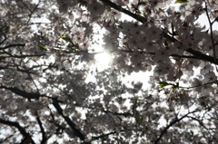 桜 見上げる＠万代池公園