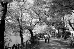桜道＠万代池公園