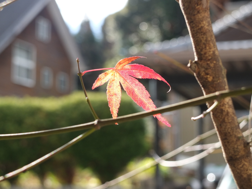 紅葉