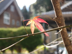 紅葉