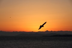 Silhouette 