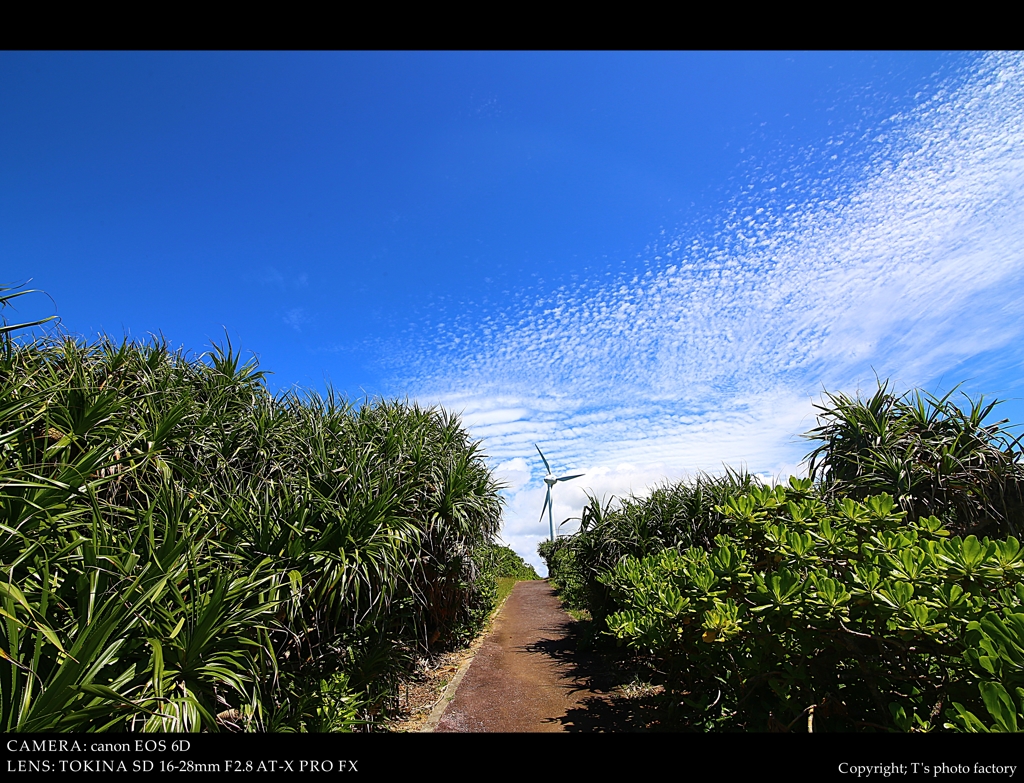 the Field of my soul