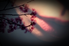 桜×唇