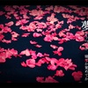 はなびら