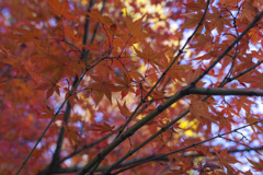 『紅葉』徳川園