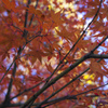 『紅葉』徳川園